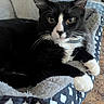 Lil Beans joined the competition — help win amazing prizes! cat, tuxedo_cat, pet_bed, black_and_white, whiskers, paws, cozy, indoor, feline, resting, close_up, cute, animal, fur, relaxed, domestic_cat, bed, soft_texture, alert, portrait