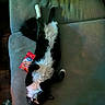 animal, black_and_white, cat, cookie_pack, couch, cozy, domestic, feline, fluffy, fur, home, indoor, lying_down, paws, pet, relaxed, resting, snack_packet, texture, whiskers