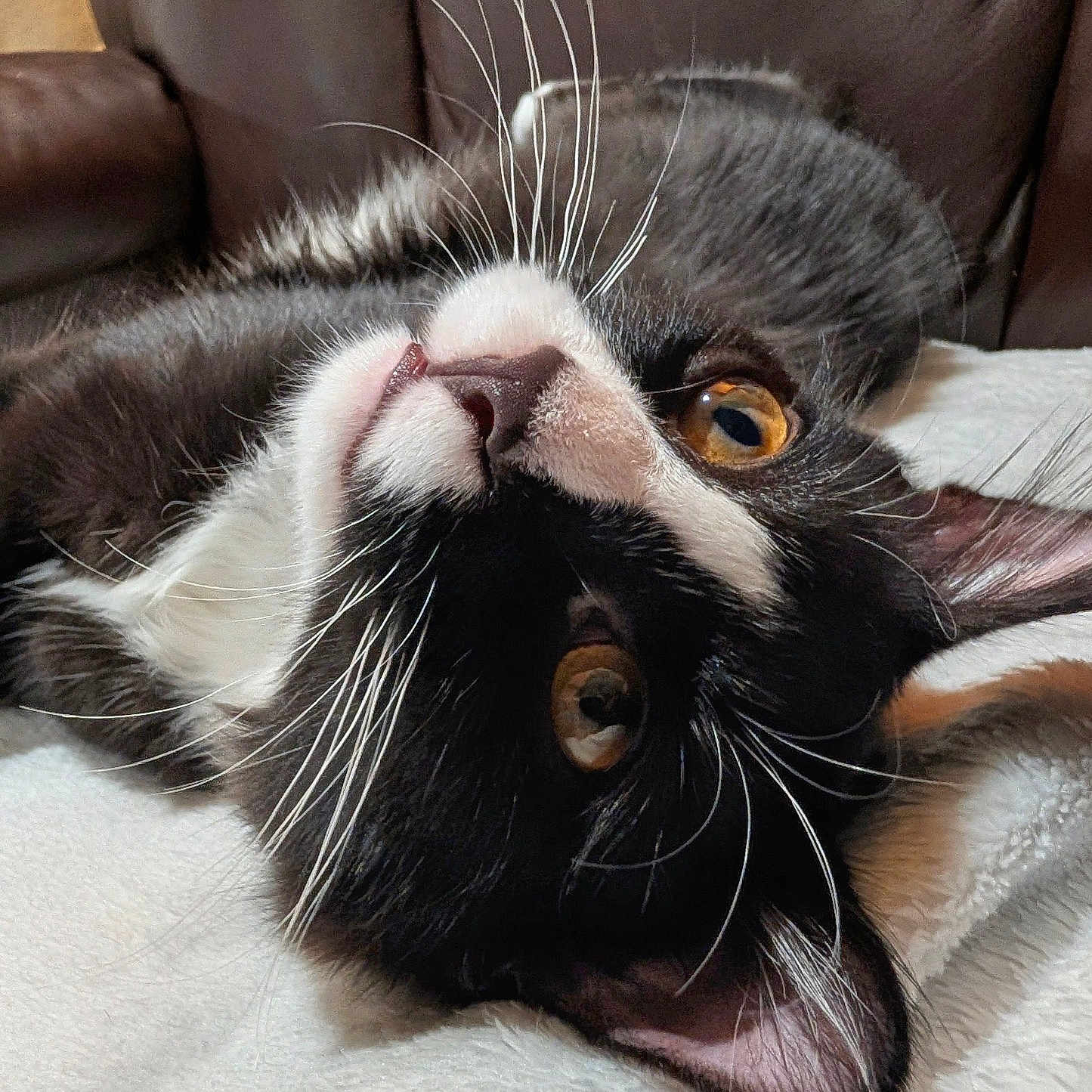 Lil Beans joined the competition — help win amazing prizes! animal, black_and_white, cat, close_up, curious, cute, ears, face, feline, fur, golden_eyes, indoor, leather_background, lying_down, pet, playful, portrait, relaxed, soft_blanket, whiskers