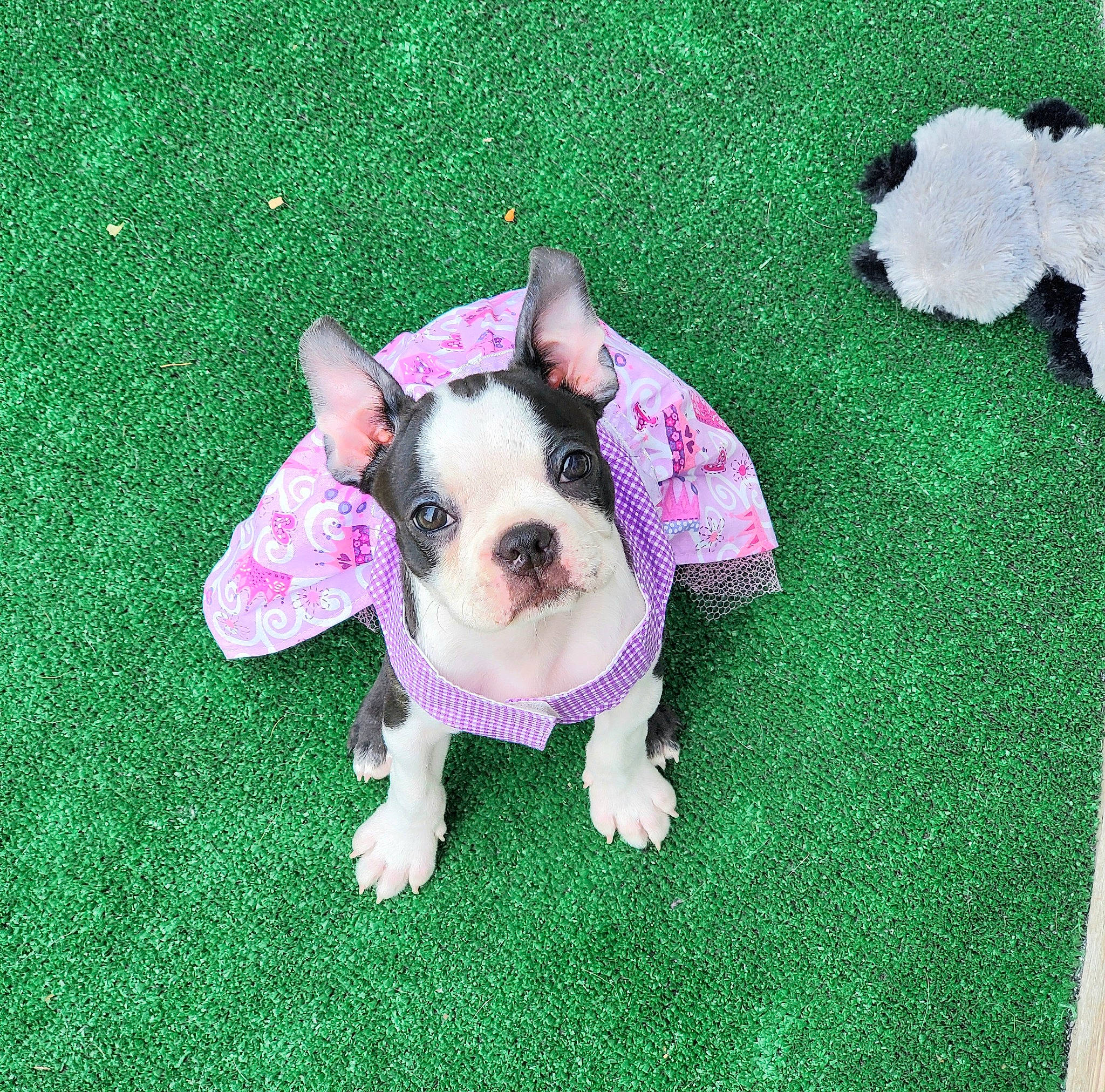 Princess Zari is registered to the contest to win money with this photo: australian_bulldog, boston_terrier, canidae, carnivore, companion_dog, dog, dog_breed, fawn, french_bulldog, grass, mammal, non_sporting_group, pink, puppy, puppy_love, rare_breed_dog, snout, sporting_group, toy_bulldog, vertebrate