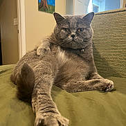 Lyla is registered to the contest to win money with this photo: cat, gray_cat, feline, pet, indoor, couch, green_couch, stretching, relaxed, lazy, home, painting, wall_art, living_room, paw, fur, whiskers, collar, bell, portrait