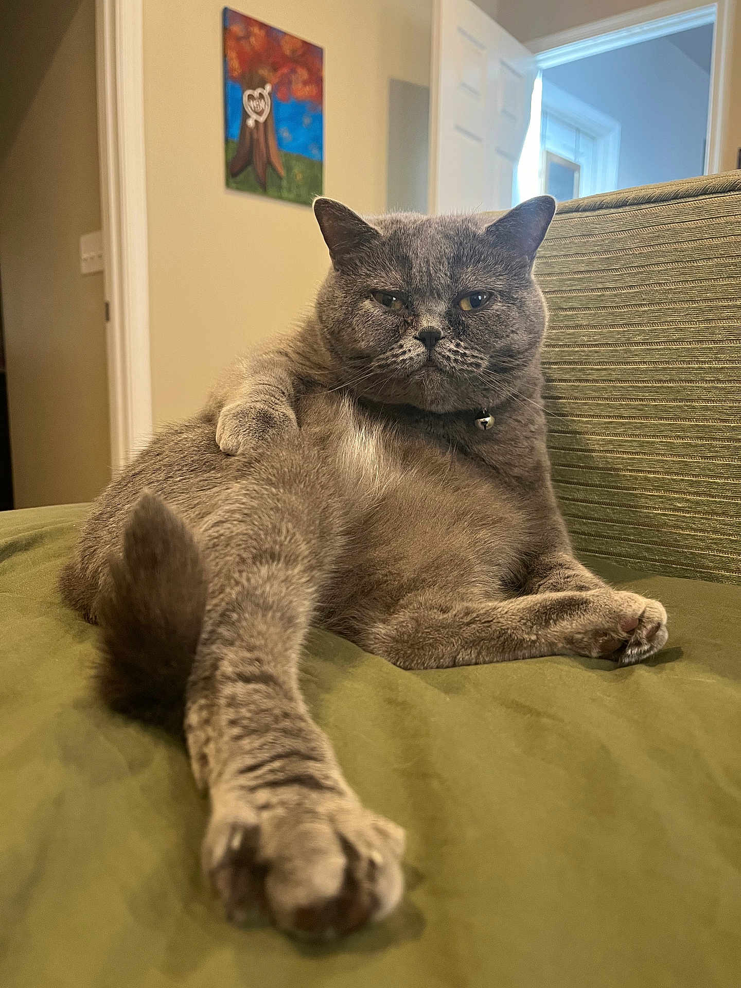 Lyla is registered to the contest to win money with this photo: cat, gray_cat, feline, pet, indoor, couch, green_couch, stretching, relaxed, lazy, home, painting, wall_art, living_room, paw, fur, whiskers, collar, bell, portrait