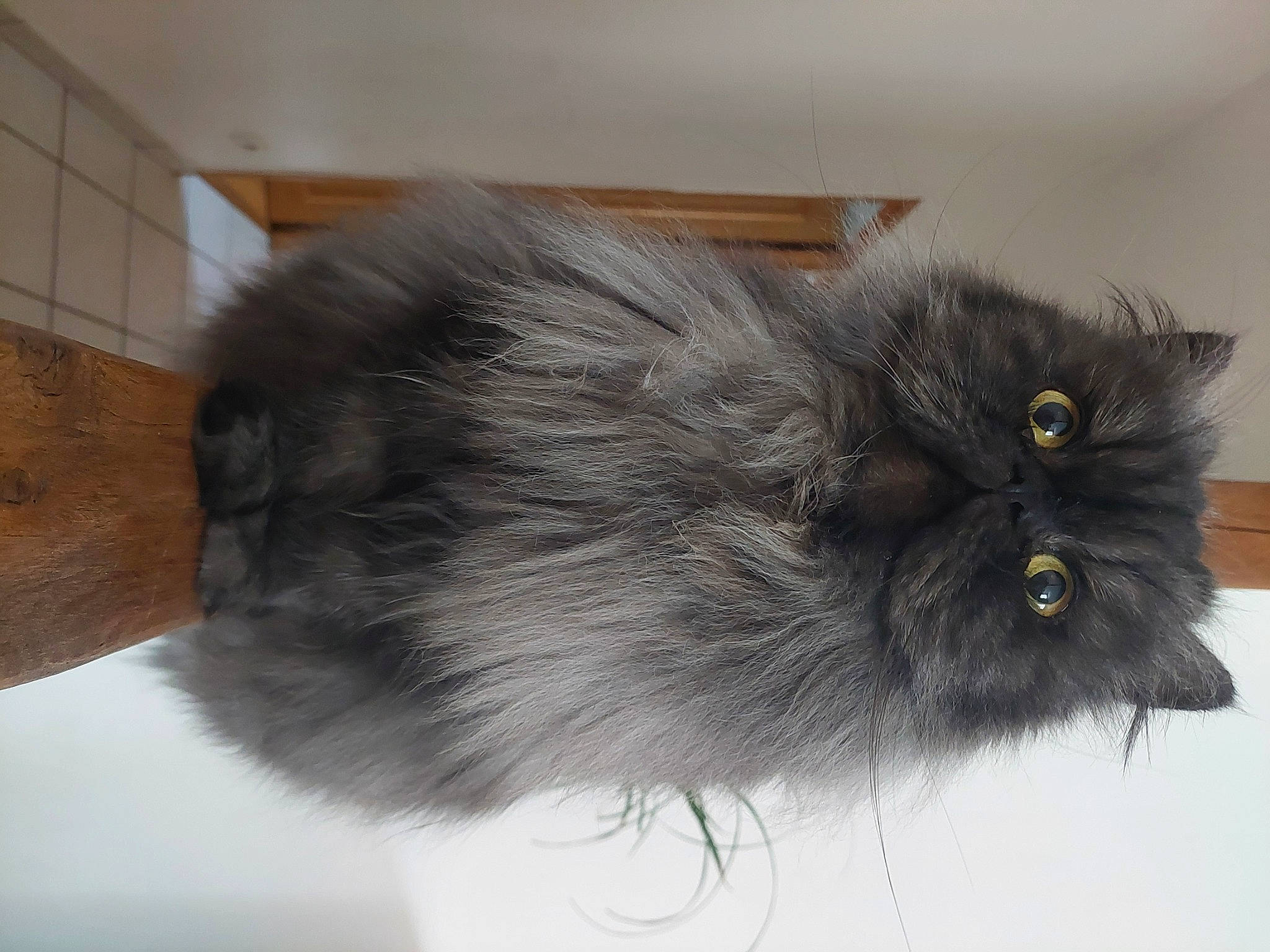 Nova a rejoint le concours — aidez-le/la à gagner de superbes lots ! british_longhair, carnivore, cat, claw, fashion_accessory, felidae, fur, grey, persian, small_to_medium_sized_cats, snout, tail, whiskers