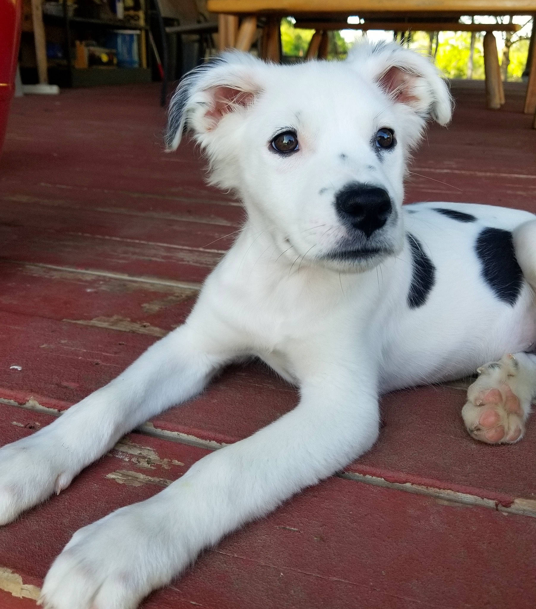 Tate is registered to the contest to win money with this photo: canidae, carnivore, companion_dog, dog, dog_breed, fawn, flooring, fur, giant_dog_breed, plant, snout, sporting_group, street_dog, tail, terrestrial_animal, terrier, toy_dog, whiskers, wood, working_animal