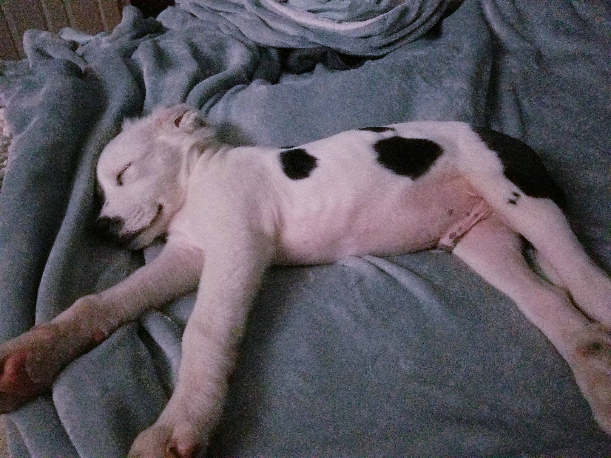 Tate is registered to the contest to win money with this photo: bedding, carnivore, comfort, companion_dog, dog, dog_breed, fawn, felidae, fur, linens, mammal, paw, sculpture, small_to_medium_sized_cats, snout, statue, tail, terrestrial_animal, whiskers, working_animal