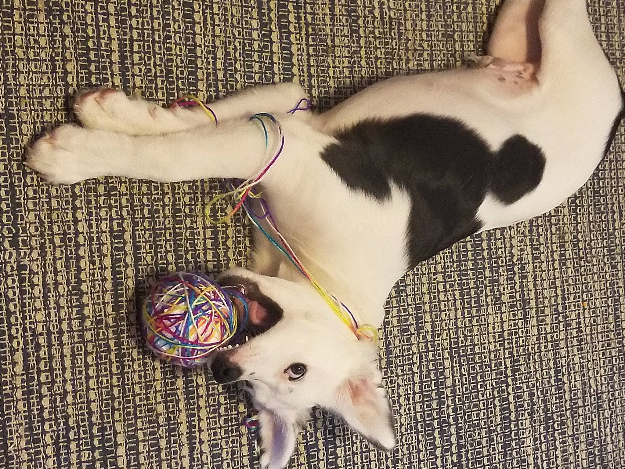 Tate is registered to the contest to win money with this photo: carnivore, cat, collar, comfort, companion_dog, dog, dog_breed, ear, fawn, felidae, human_body, pet_supply, small_to_medium_sized_cats, snout, sporting_group, tail, textile, whiskers, white, working_animal