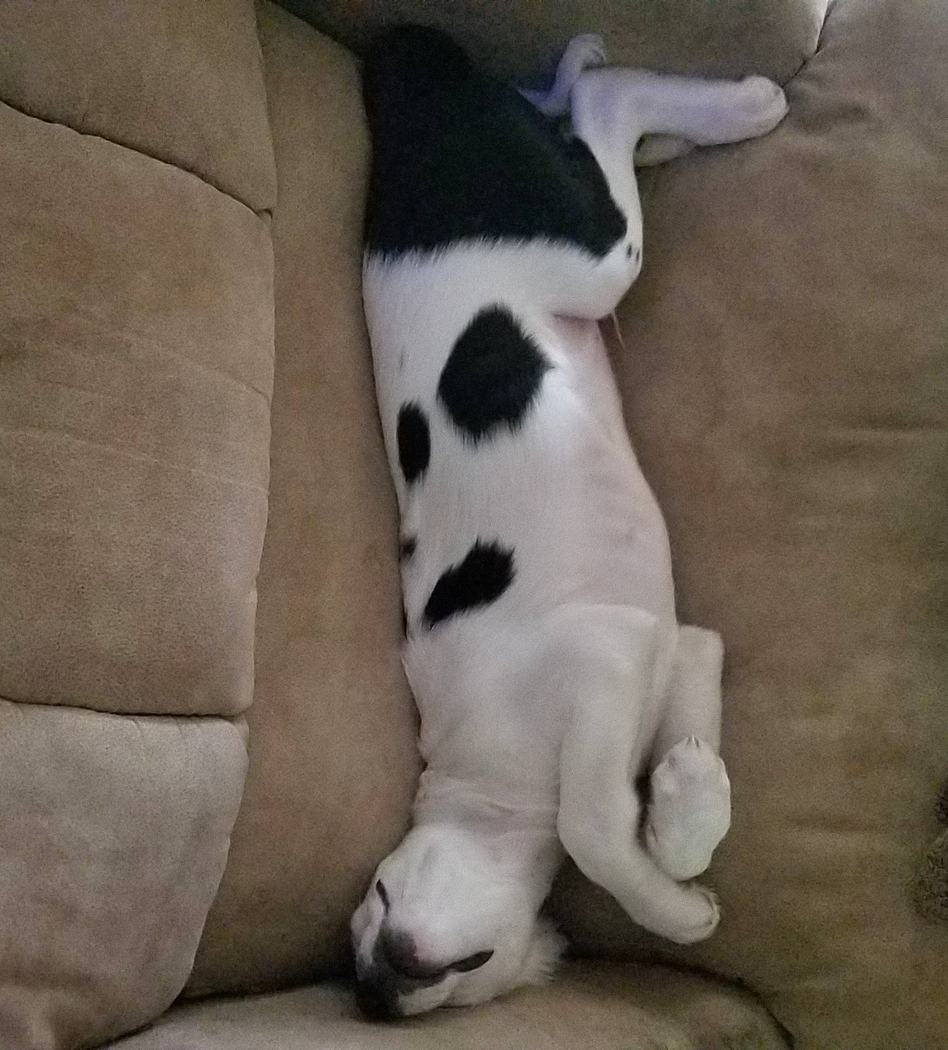 Tate joined the competition — help win amazing prizes! canidae, carnivore, cat, comfort, companion_dog, dog_breed, felidae, foot, fur, human_leg, linens, nap, non_sporting_group, paw, small_to_medium_sized_cats, sporting_group, tail, terrestrial_animal, whiskers