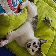 Gribouille participe au concours pour gagner de l'argent avec cette photo : animal, black, blanket, cat, cozy, curious, cute, fur, green, indoor, kitten, lying_down, pet, playful, resting, soft, toy_mouse, whiskers, white, young