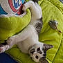 animal, black, blanket, cat, cozy, curious, cute, fur, green, indoor, kitten, lying_down, pet, playful, resting, soft, toy_mouse, whiskers, white, young