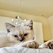 Zen is registered to the contest to win money with this photo: kitten, cat, blue_eyes, fur, paws, sleepy, indoor, soft, white, close_up, pet, cute, cozy, relaxed, animal, whiskers, bed, feline, lazy, home