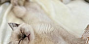 Zen joined the competition — help win amazing prizes! cat, kitten, sleeping, paw, fur, blanket, cushion, pattern, cozy, rest, pet, cute, animal, closeup, indoor, relax, whiskers, soft, feline, nap