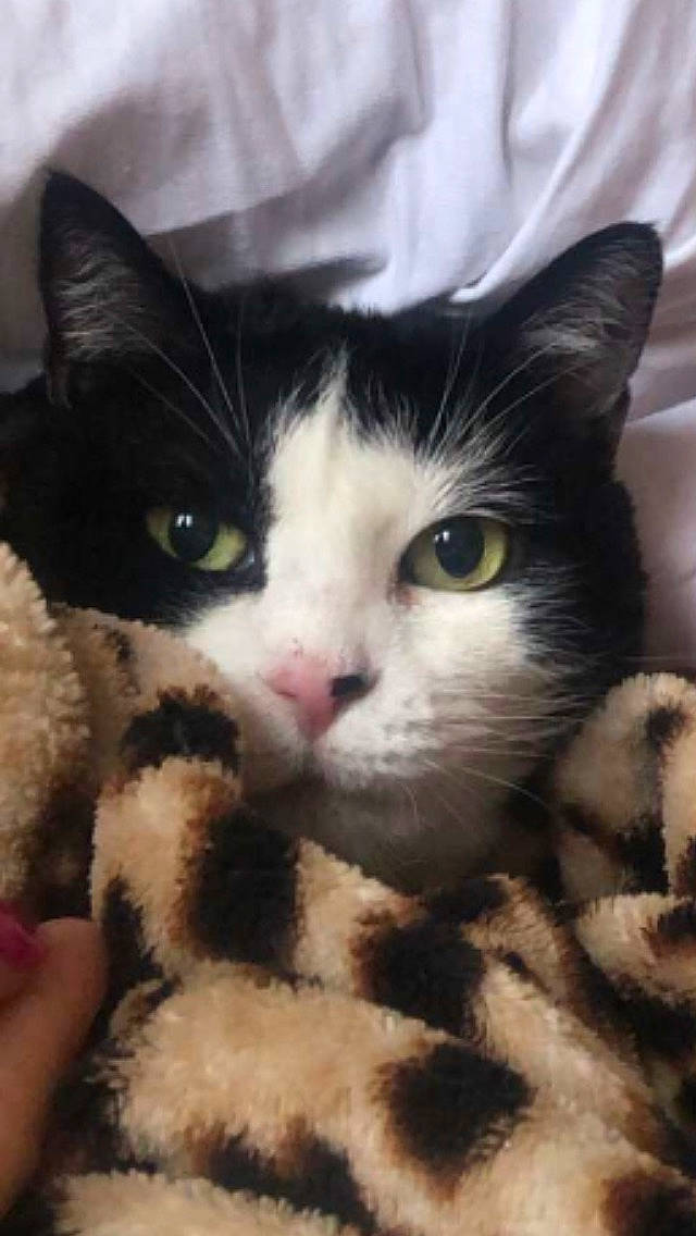 Prune a rejoint le concours — aidez-le/la à gagner de superbes lots ! carnivore, cat, claw, comfort, comfort_food, domestic_short_haired_cat, eye, felidae, fur, iris, mammal, meteorological_phenomenon, nose, paw, small_to_medium_sized_cats, snout, square, tail, terrestrial_animal, whiskers