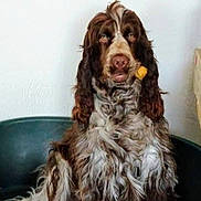 Jake participe au concours pour gagner de l'argent avec cette photo : animal, brown, canine, companion, cute, dog, dog_bed, domestic, friendly, fur, indoor, long_hair, muzzle, pet, portrait, sitting, snack, treat, wavy_fur, white