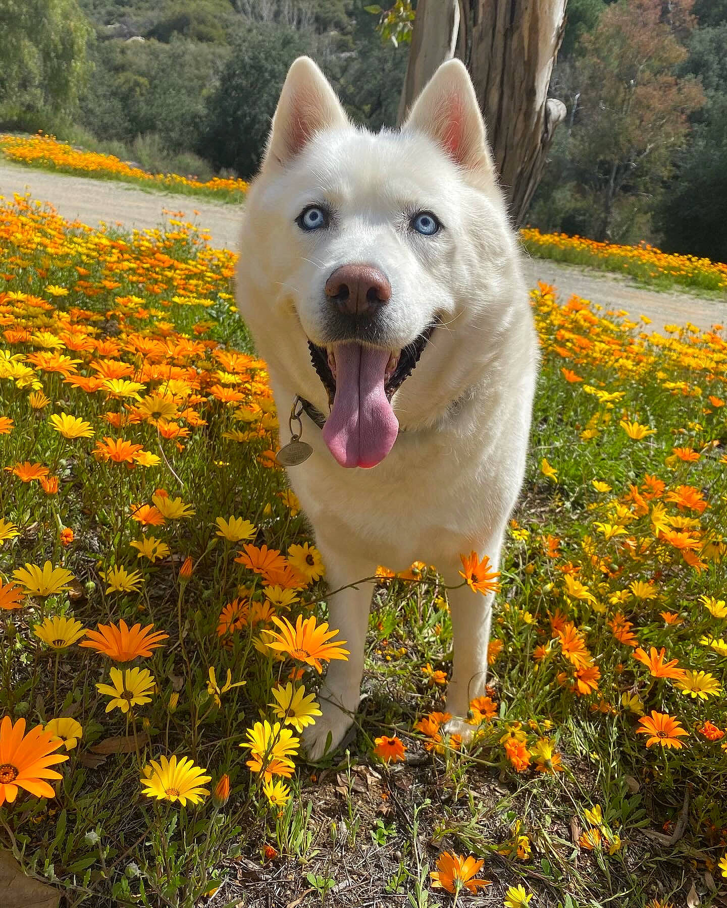 Raider joined the competition — help win amazing prizes! annual_plant, carnivore, companion_dog, dog, dog_breed, fang, field, flower, flowering_plant, grass, grassland, groundcover, herbaceous_plant, landscape, natural_landscape, people_in_nature, plant, terrestrial_animal, tree, working_animal