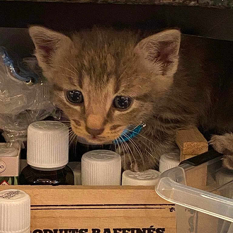 Bibi participe au concours pour gagner de l'argent avec cette photo : abyssinian, angora, animal, architecture, box, building, cabinet, cat, closet, cupboard, document, drawer, furniture, jar, kitten, manx, medicinechest, pet, receipt, text