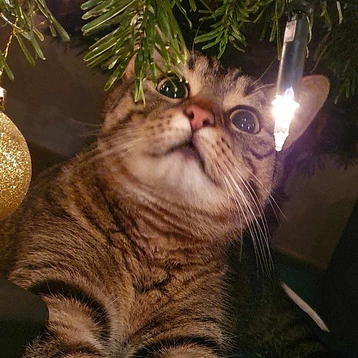 Snowi participe au concours pour gagner de l'argent avec cette photo : animal, cat, christmas, christmas_light, christmas_tree, closeup, cozy, curious, cute, decorations, eyes, feline, fur, holiday, indoor, ornament, paws, pet, tabby, whiskers