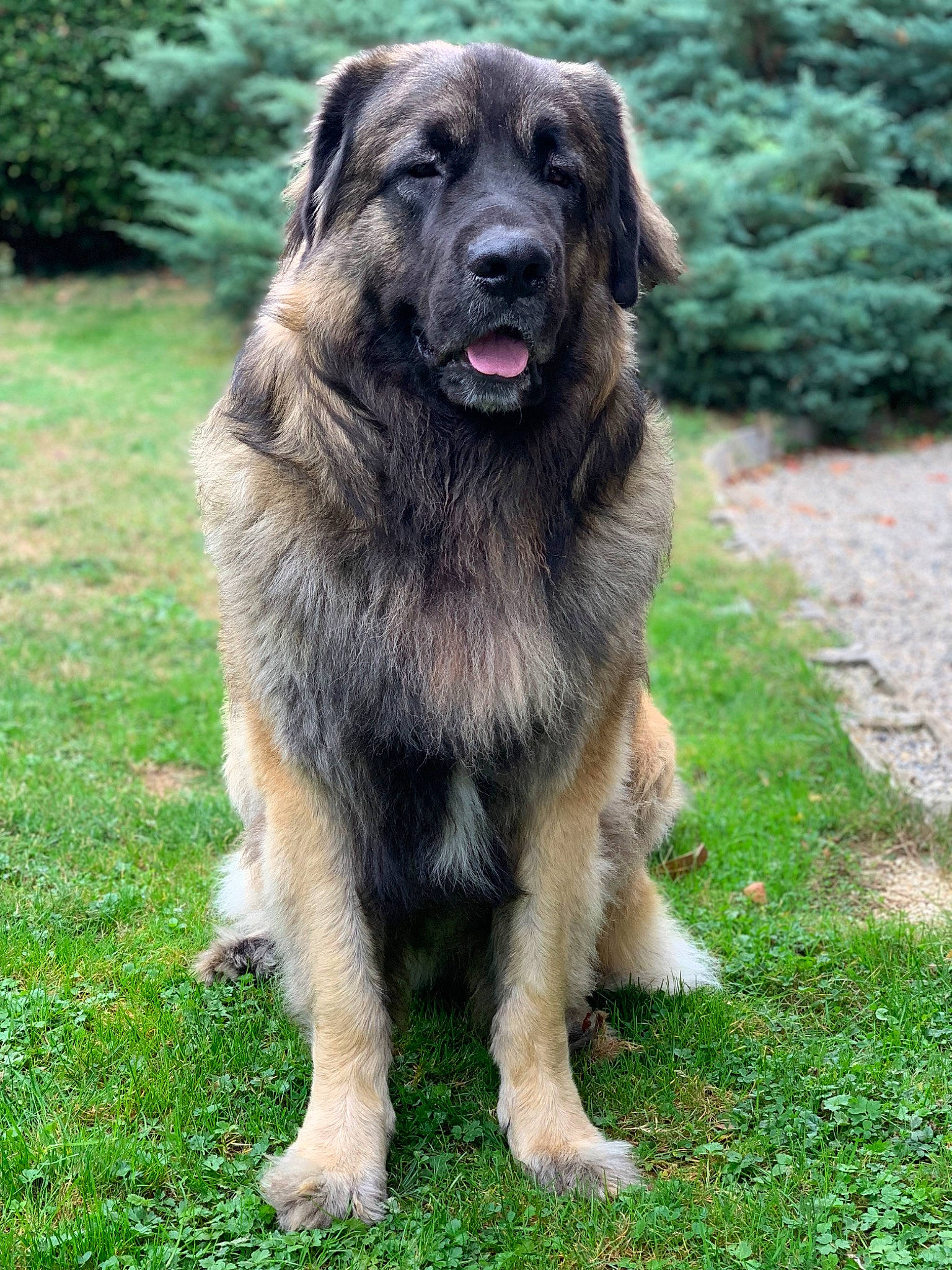 Looky participe au concours pour gagner de l'argent avec cette photo : canidae, carnivore, companion_dog, dog, dog_breed, grass, plant, snout, sporting_group, terrestrial_animal, tree, working_dog