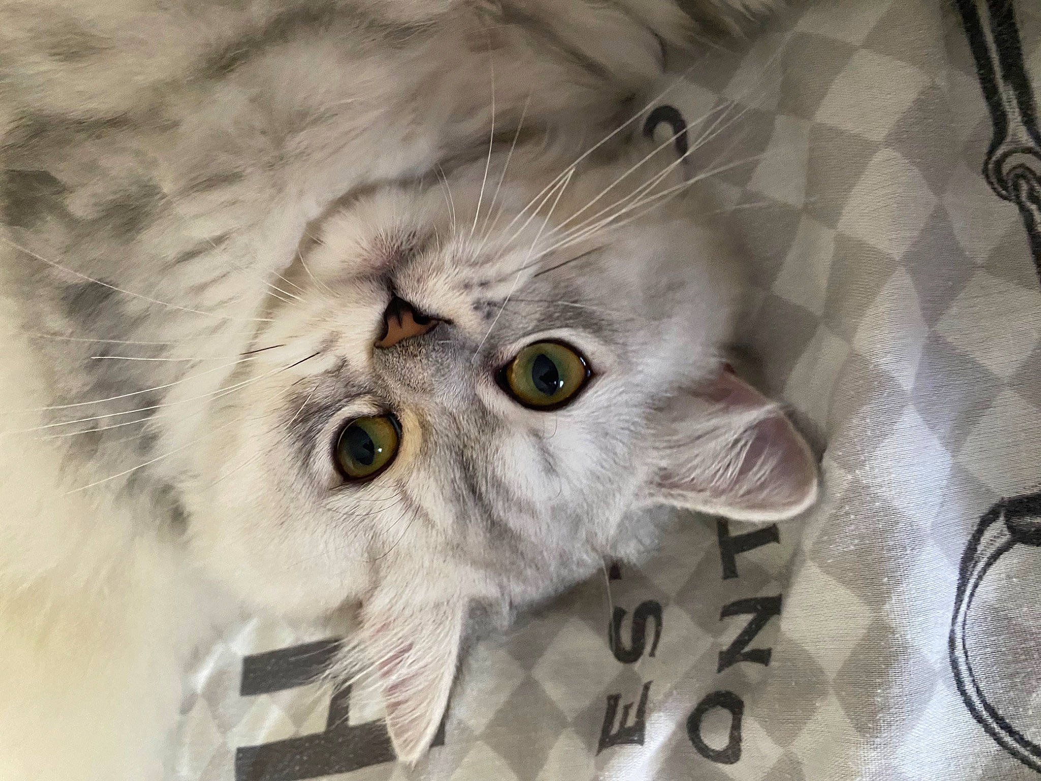 Tipouf a rejoint le concours — aidez-le/la à gagner de superbes lots ! carnivore, cat, felidae, fur, grey, kitchen_utensil, service, small_to_medium_sized_cats, snout, terrestrial_animal, whiskers