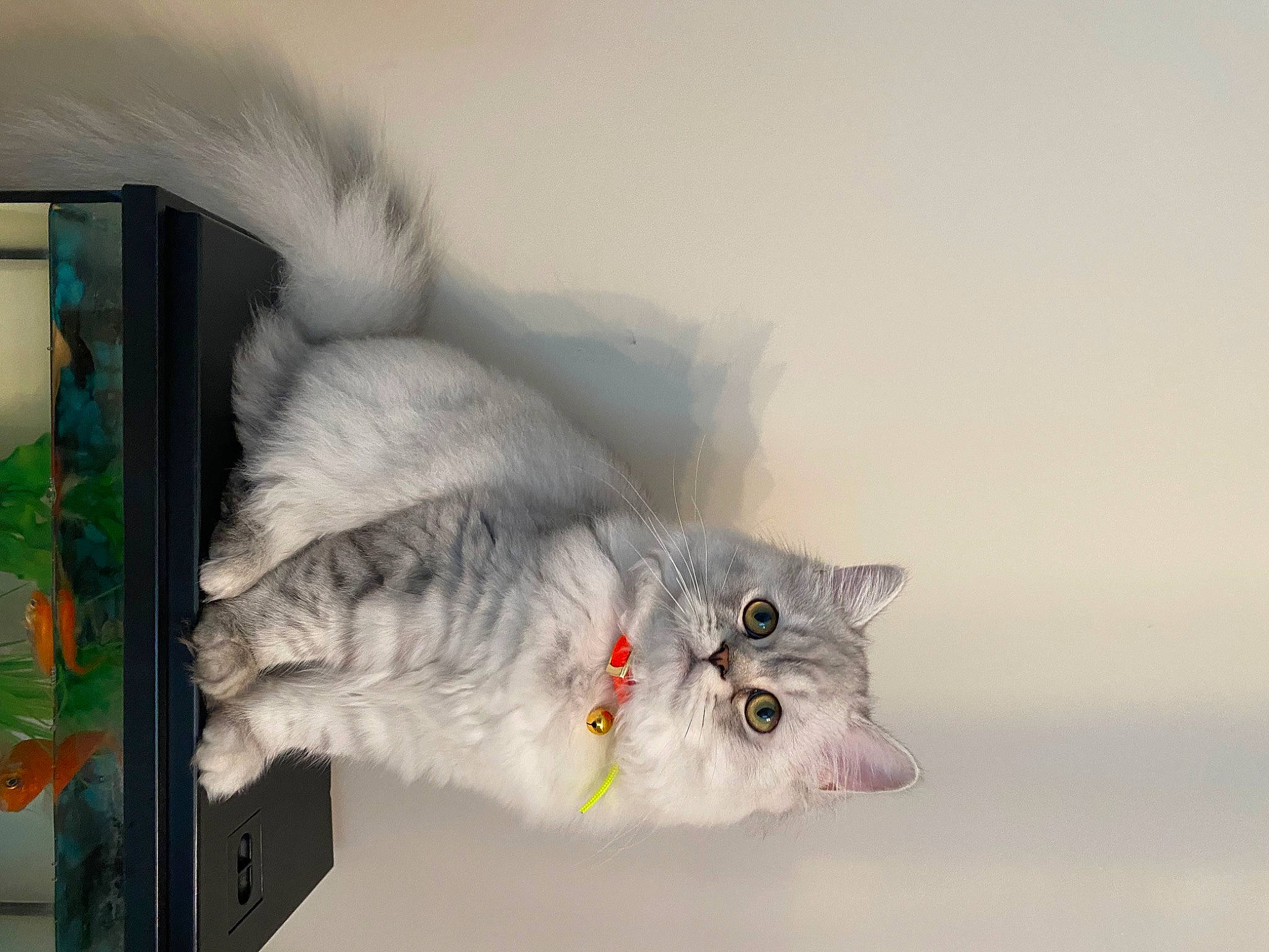 Tipouf participe au concours pour gagner de l'argent avec cette photo : carnivore, cat, cat_toy, domestic_short_haired_cat, felidae, fur, paw, small_to_medium_sized_cats, tail, whiskers