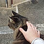 accessories, animal, bodypart, bracelet, cat, city, door, face, finger, hand, head, jewelry, kitten, person, pet, photography, portrait, road, street, urban