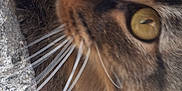 Phénix a rejoint le concours — aidez-le/la à gagner de superbes lots ! abyssinian, angora, animal, bodypart, cat, face, head, kitten, manx, mouth, person, pet, photography, portrait, rock, selfie, slate, sleeping, snout, teeth
