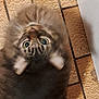 animal, canine, cat, dog, face, hardwood, head, husky, indoors, interiordesign, kitten, lesserpanda, manx, person, pet, plywood, pug, puppy, tile, wood