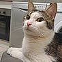 abyssinian, animal, appliance, cat, computer, couch, device, electricaldevice, electronics, furniture, indoors, interiordesign, laptop, laundry, manx, microwave, oven, pc, pet, washer
