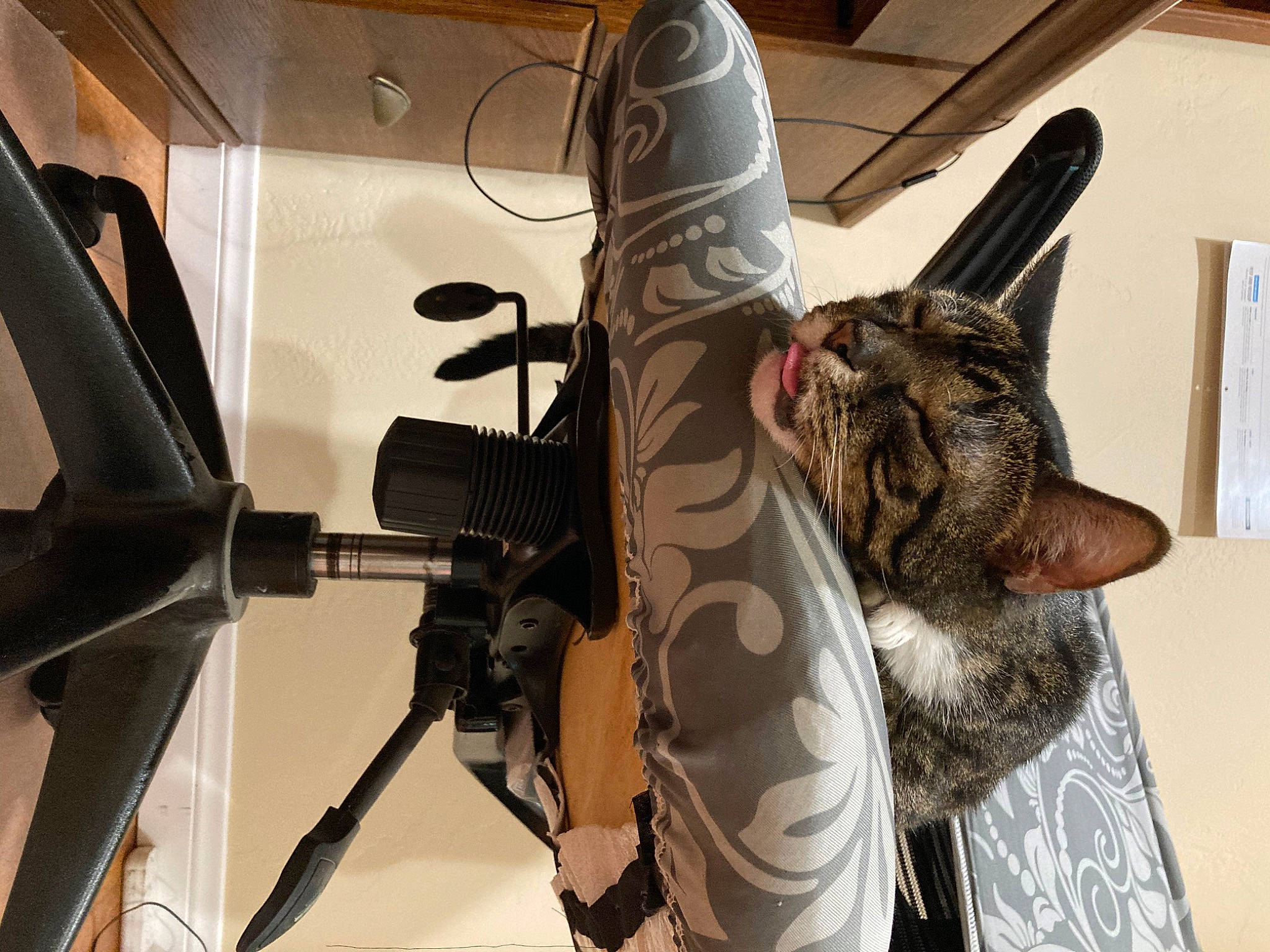 Pinky joined the competition — help win amazing prizes! bag, boot, carmine, carnivore, domestic_short_haired_cat, felidae, fur, hat, helmet, human_leg, metal, military_camouflage, pattern, personal_protective_equipment, shoe, small_to_medium_sized_cats, steering_wheel, vehicle_door, whiskers, windshield
