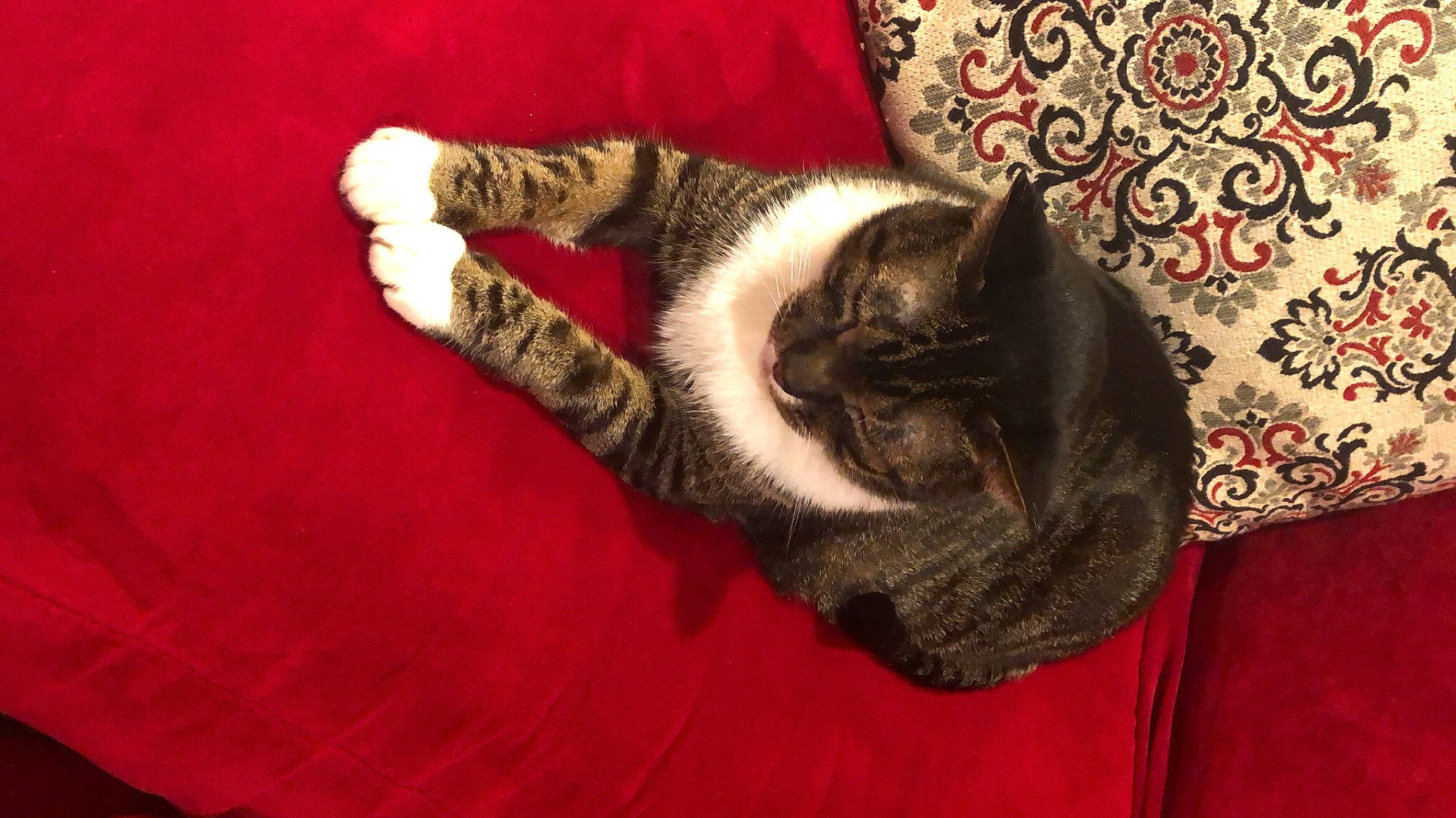 Pinky is registered to the contest to win money with this photo: canidae, carmine, carnivore, carpet, cat, cat_supply, comfort, domestic_short_haired_cat, felidae, flooring, fur, grey, linens, pattern, paw, small_to_medium_sized_cats, tail, textile, whiskers, wood