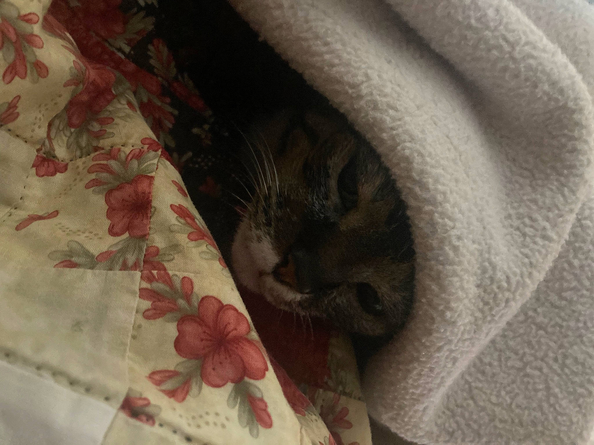 Pinky is registered to the contest to win money with this photo: carmine, carnivore, cat, comfort, domestic_short_haired_cat, fawn, felidae, flower, fur, grey, linens, pattern, paw, plant, small_to_medium_sized_cats, tail, textile, whiskers, window, wood