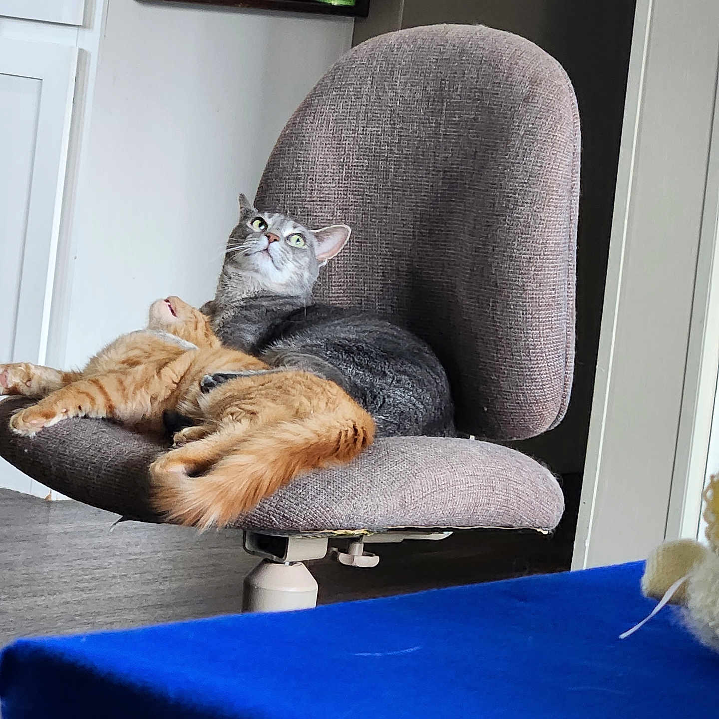 Miskity And Roy is registered to the contest to win money with this photo: alert, animal, cat, chair, comfortable, cozy, curious, domestic, fluffy, fur, furniture, gray_cat, home, indoor, kitchen, orange_cat, pet, relaxed, resting, table