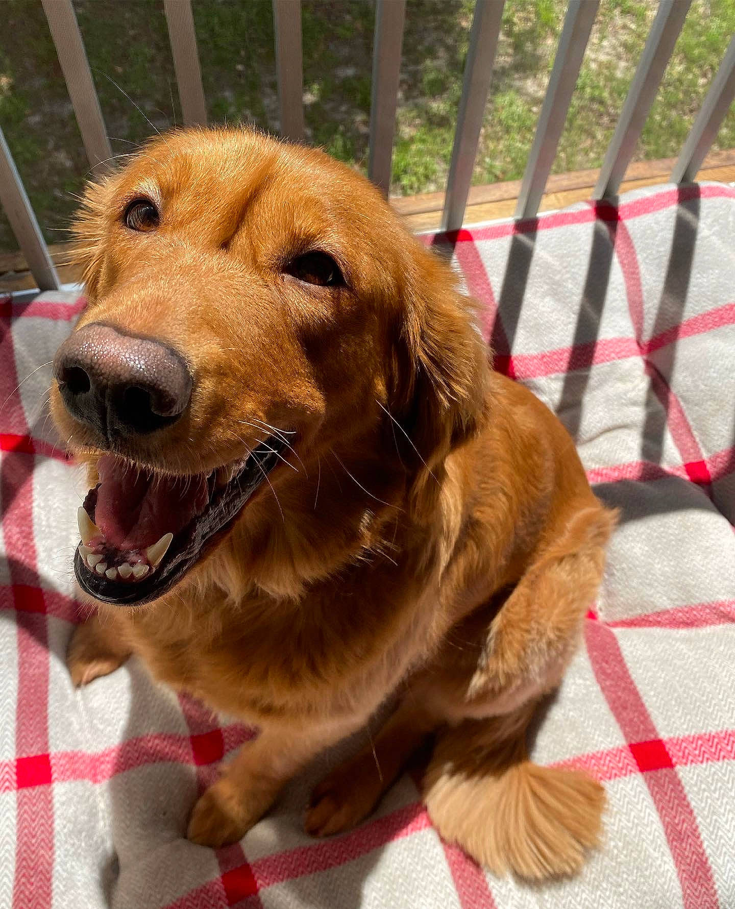 Chesney joined the competition — help win amazing prizes! canidae, carnivore, collar, companion_dog, dog, dog_breed, dog_collar, dog_supply, fawn, fence, hound, leash, liver, mesh, pet_supply, snout, sporting_group, tartan, whiskers, working_animal