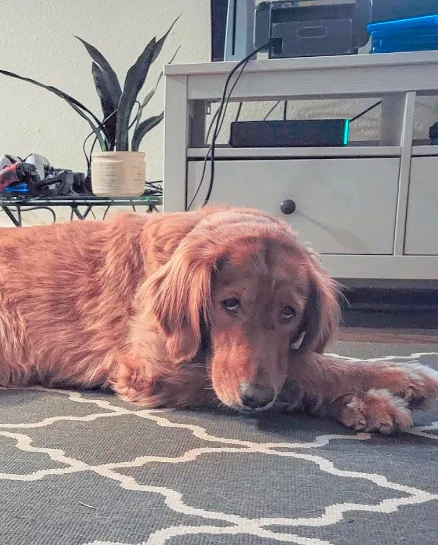 Chesney joined the competition — help win amazing prizes! automotive_exterior, canidae, carnivore, companion_dog, dog, dog_breed, fawn, flooring, flowerpot, fur, houseplant, liver, metal, plant, snout, sporting_group, vehicle, vehicle_door, wood, working_animal