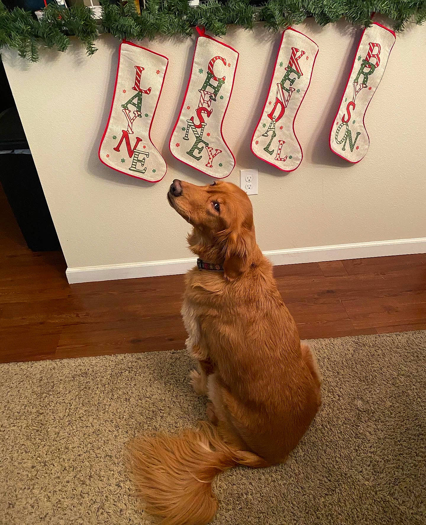 Chesney joined the competition — help win amazing prizes! art, canidae, carmine, carnivore, companion_dog, dog, dog_breed, felidae, floor, flooring, font, foot, hardwood, human_leg, liver, small_to_medium_sized_cats, snout, tail, whiskers, wood