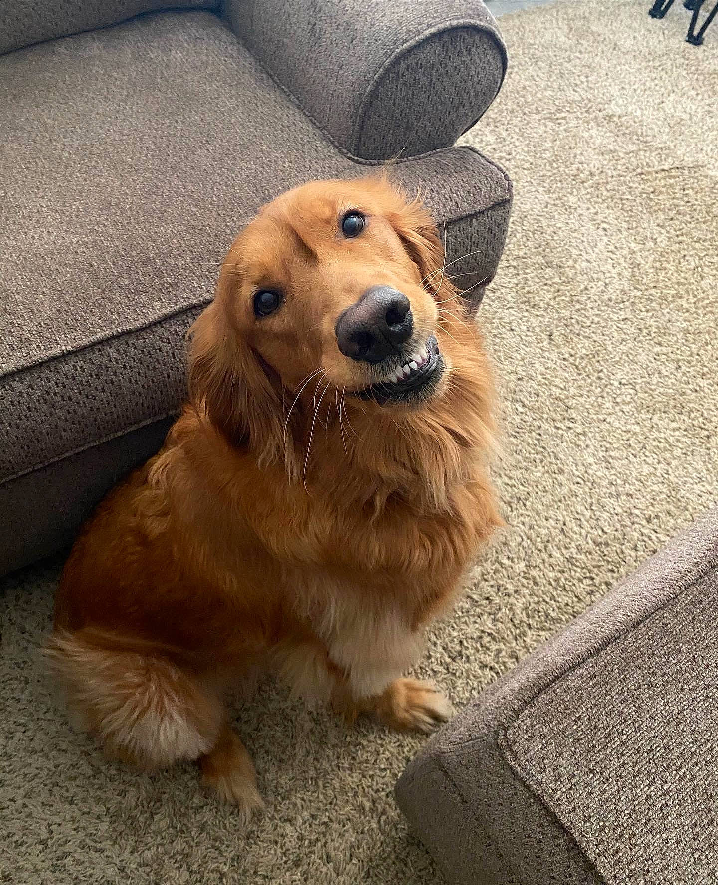 Chesney joined the competition — help win amazing prizes! canidae, carnivore, companion_dog, dog, dog_breed, fawn, flooring, fur, metal, paw, pet_supply, road_surface, sitting, snout, sporting_group, terrestrial_animal, whiskers, working_animal, working_dog