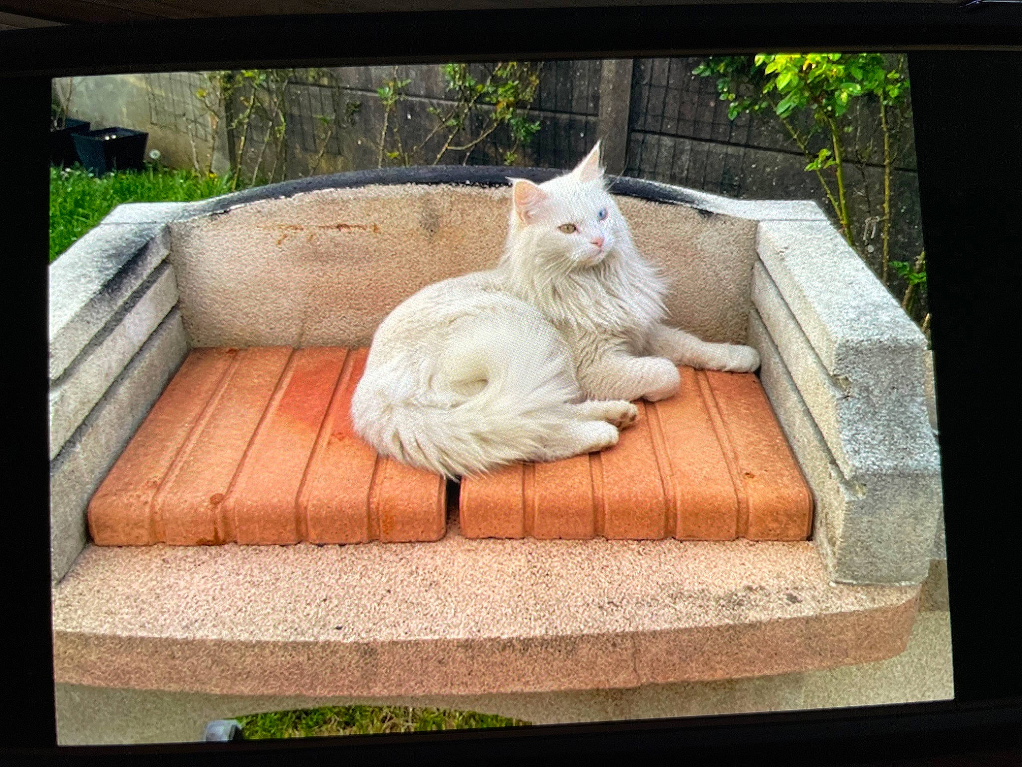 Arya participe au concours pour gagner de l'argent avec cette photo : carnivore, cat, comfort, companion_dog, domestic_short_haired_cat, fawn, felidae, fur, grass, paw, photo_caption, plant, rectangle, room, sitting, small_to_medium_sized_cats, tail, whiskers, window, wood
