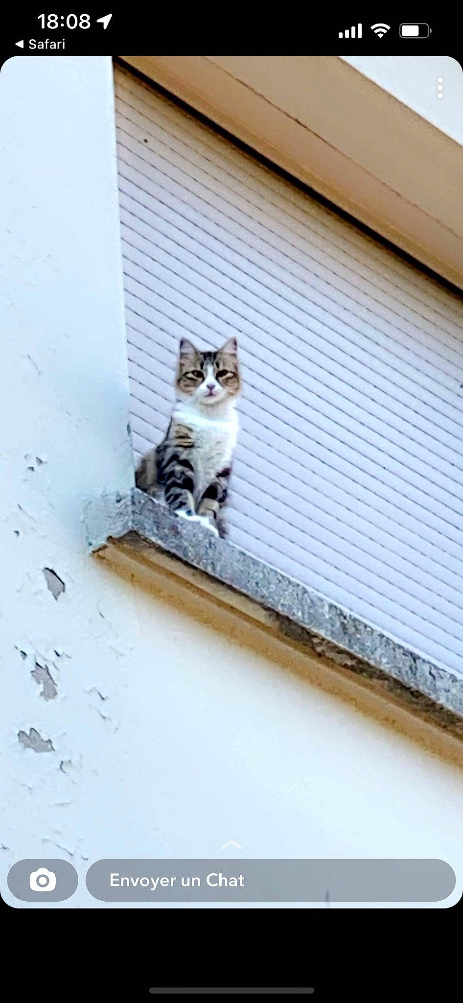 Kirby a rejoint le concours — aidez-le/la à gagner de superbes lots ! carnivore, cat, domestic_short_haired_cat, door, facade, felidae, flooring, fur, grey, hardwood, plant, roof, siding, small_to_medium_sized_cats, tail, tree, whiskers, window, window_covering, wood