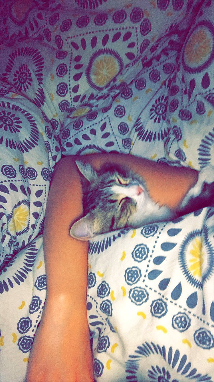 Kirby participe au concours pour gagner de l'argent avec cette photo : azure, bed, carnivore, cat, comfort, dress, electric_blue, fawn, felidae, finger, human_leg, linens, nail, pattern, pink, purple, room, small_to_medium_sized_cats, thigh, whiskers