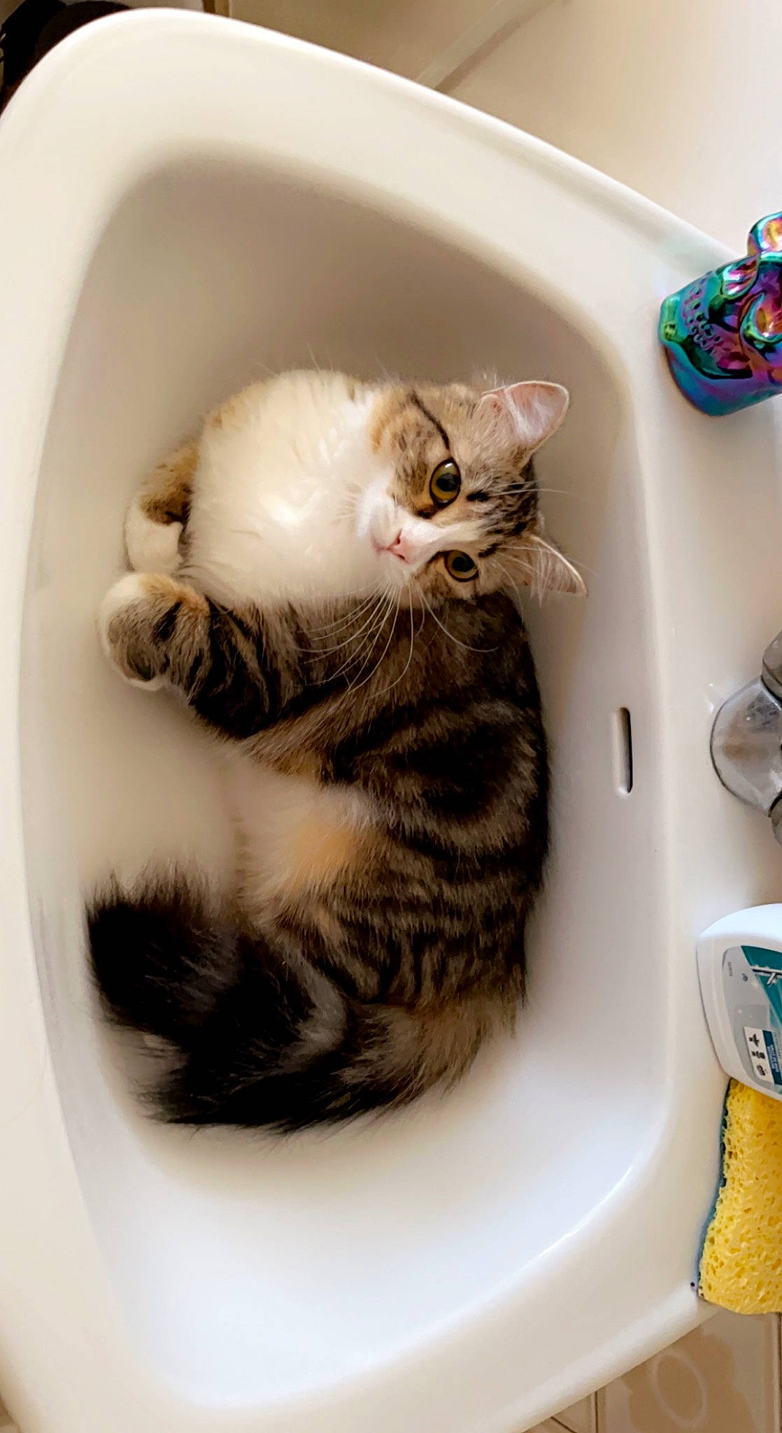 Kirby participe au concours pour gagner de l'argent avec cette photo : carnivore, cat, cat_supply, comfort, dishware, domestic_short_haired_cat, felidae, fur, kitchen_utensil, paw, porcelain, serveware, small_to_medium_sized_cats, tableware, tail, terrestrial_animal, whiskers