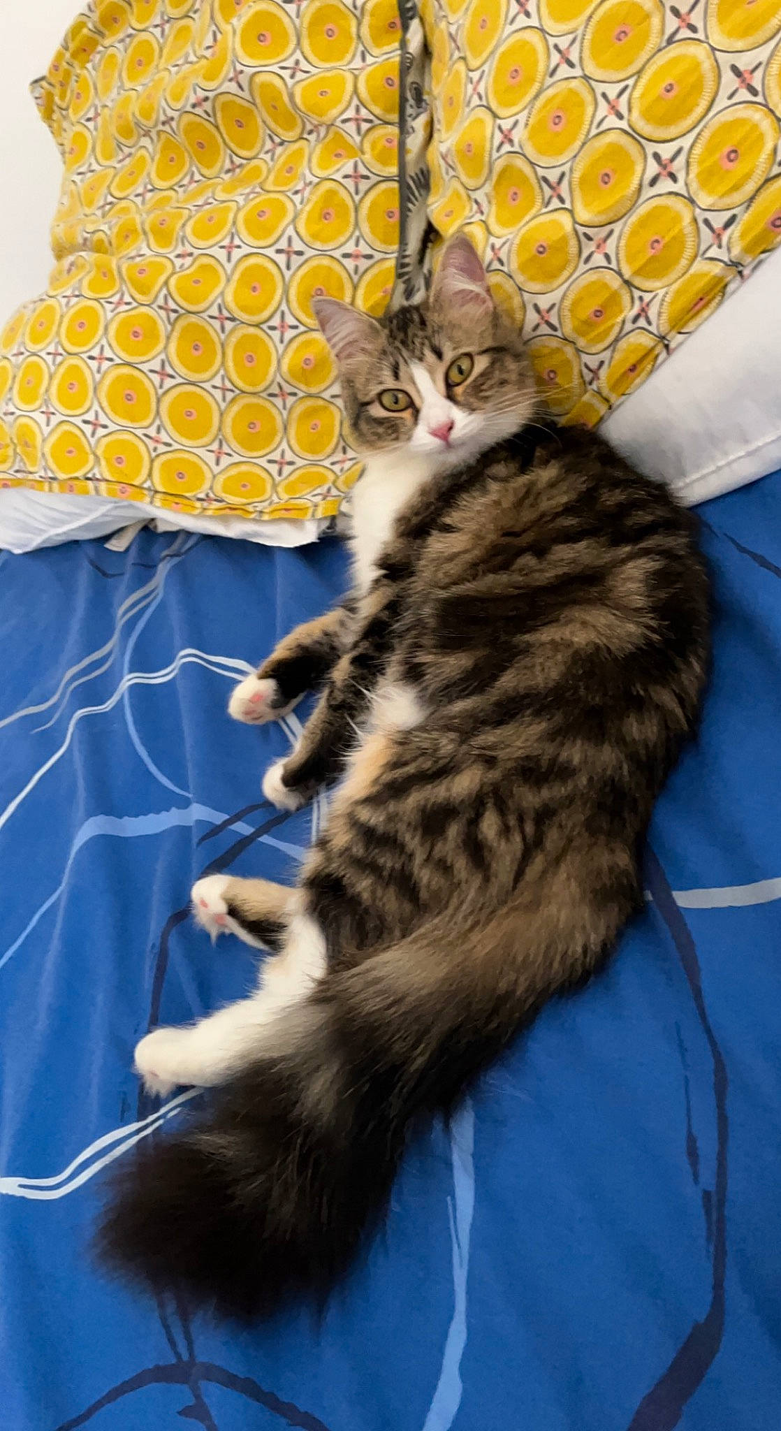 Kirby a rejoint le concours — aidez-le/la à gagner de superbes lots ! carnivore, cat, claw, comfort, couch, domestic_short_haired_cat, electric_blue, felidae, foot, fur, pattern, paw, pillow, small_to_medium_sized_cats, snout, tail, terrestrial_animal, whiskers