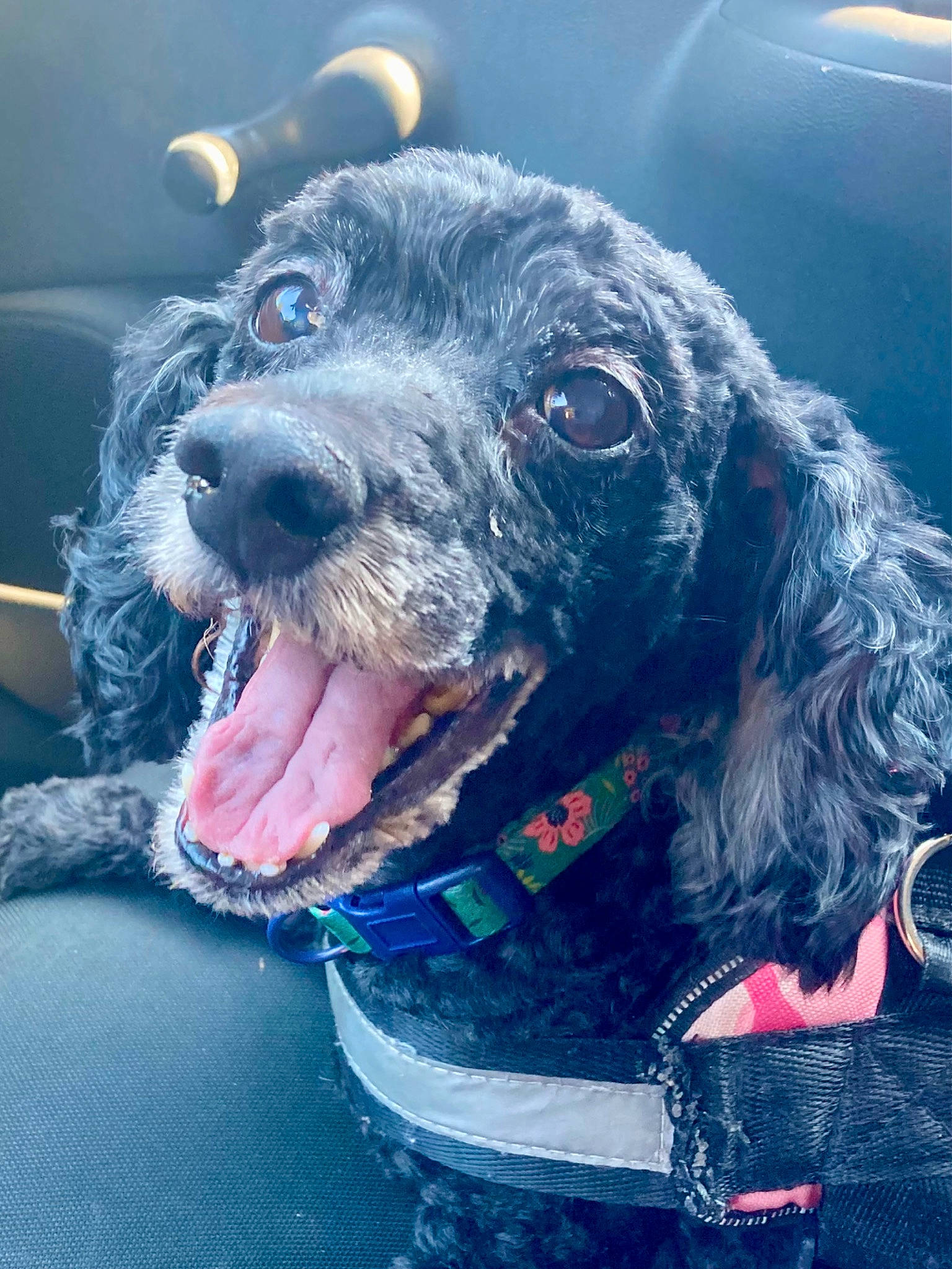 Sadie joined the competition — help win amazing prizes! canidae, carnivore, collar, companion_dog, dog, dog_breed, dog_collar, electric_blue, fang, fur, happy, leash, non_sporting_group, snout, sporting_group, water, working_animal, working_dog