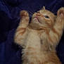 kitten, cat, orange_tabby, fur, whiskers, paw, blanket, blue, pet, cute, animal, domestic_cat, lying_down, playful, young, fur_pattern, indoor, close_up, soft, relaxed