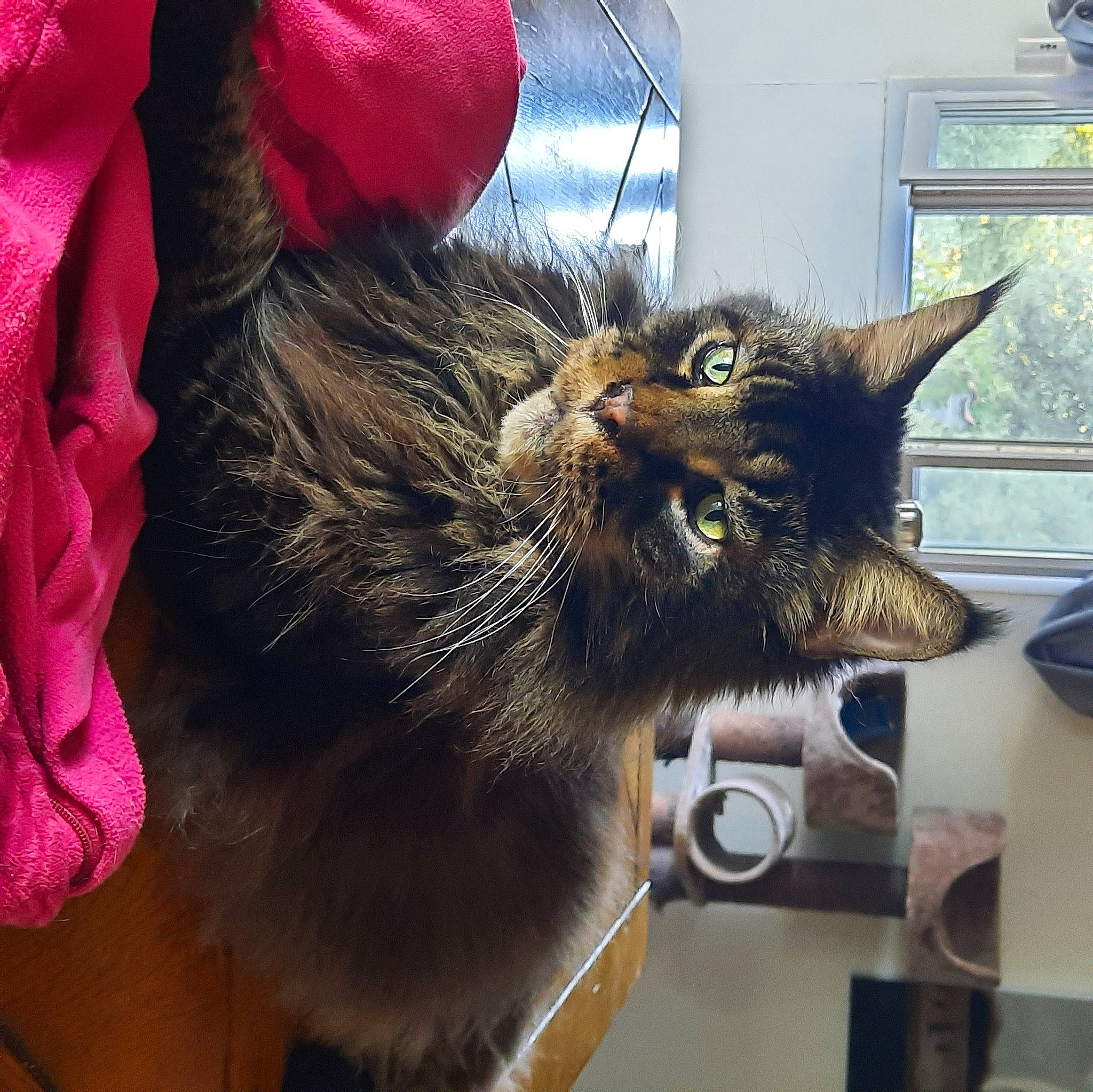 Iomer a rejoint le concours — aidez-le/la à gagner de superbes lots ! black_cat, carnivore, cat, claw, cloud, comfort, domestic_short_haired_cat, felidae, fur, happy, lap, magenta, nap, paw, small_to_medium_sized_cats, snout, tail, whiskers, window