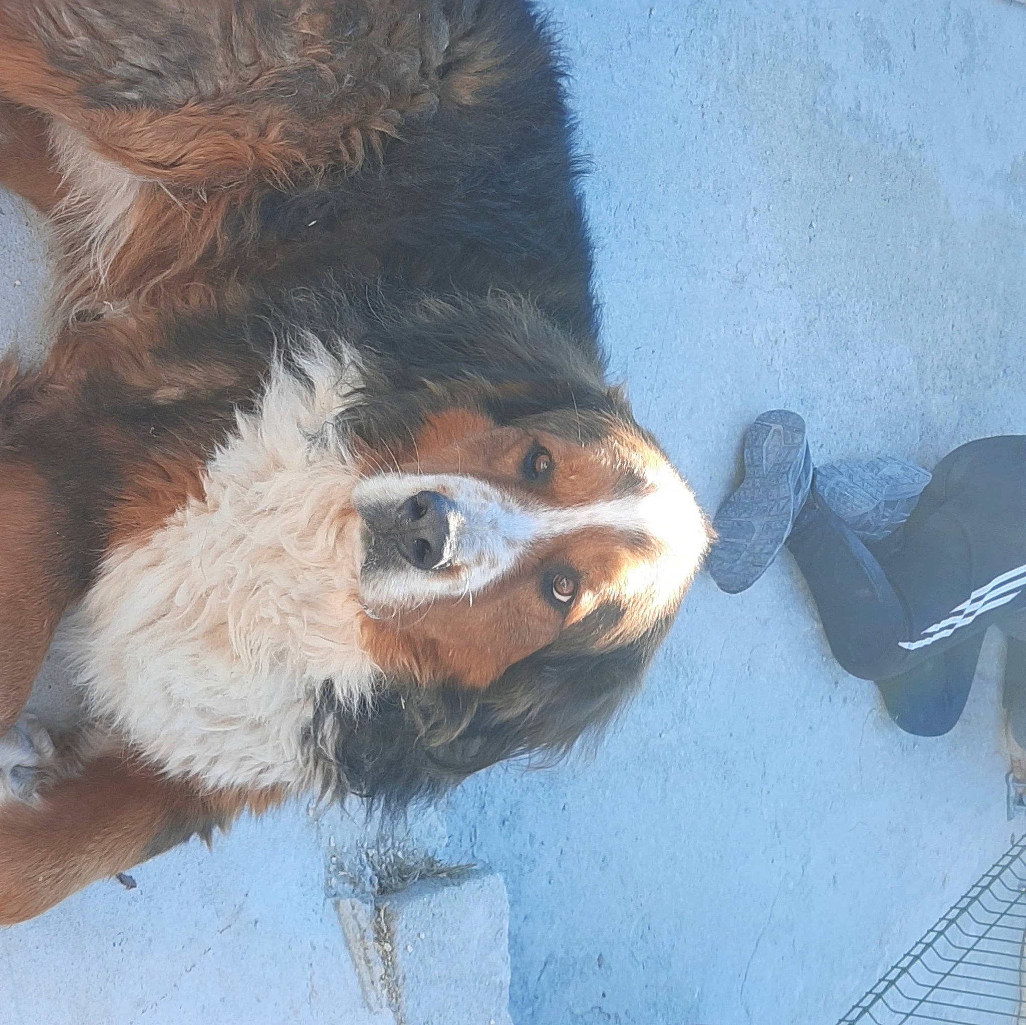 Oslo participe au concours pour gagner de l'argent avec cette photo : canidae, carnivore, claw, dog, dog_breed, electric_blue, fawn, foot, fur, human_leg, liver, paw, snout, sporting_group, tail, terrestrial_animal, toe, whiskers, window, working_animal