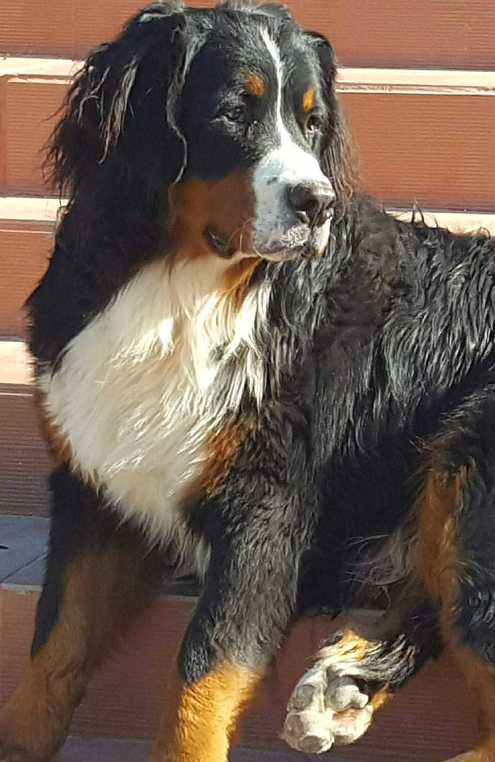 Mango a rejoint le concours — aidez-le/la à gagner de superbes lots ! bernese_mountain_dog, bored, carnivore, companion_dog, dog, dog_breed, fur, snout, sporting_group, terrestrial_animal, working_dog