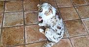 Bart participe au concours pour gagner de l'argent avec cette photo : adorable, animal, blue_eyes, brown_spots, canine, companion, cute, dog, domestic, fluffy, fur, indoor, looking_up, pet, puppy, sitting, spotted, tail, tile_floor, white_fur