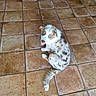 dog, puppy, blue_eyes, sitting, fur, spotted, tile_floor, indoor, pet, cute, animal, canine, looking_up, tail, fluffy, brown_spots, white_fur, companion, adorable, domestic