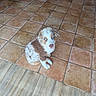 puppy, dog, blue_eyes, sitting, tile_floor, indoor, brown_spots, white_fur, cute, pet, looking_up, flooring, animal, young_dog, domestic_animal, fur, ears, nose, whiskers, adorable
