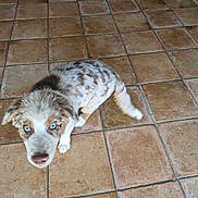 Bart participe au concours pour gagner de l'argent avec cette photo : puppy, dog, blue_eyes, curious, fluffy, spotted_fur, indoor, tiled_floor, pet, young_dog, animal, cute, looking_up, brown, white, small_dog, domestic_animal, playful, adorable, companion
