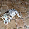 puppy, dog, blue_eyes, curious, fluffy, spotted_fur, indoor, tiled_floor, pet, young_dog, animal, cute, looking_up, brown, white, small_dog, domestic_animal, playful, adorable, companion